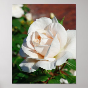 Póster Rosa de fondo beige