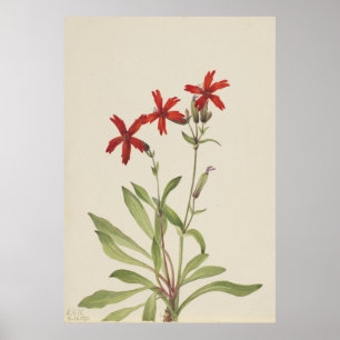 Póster Rosa de Fuego (Silene virginica)