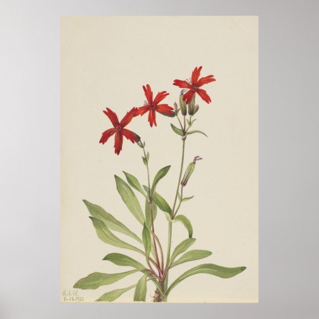 Póster Rosa de Fuego (Silene virginica) (Frente)