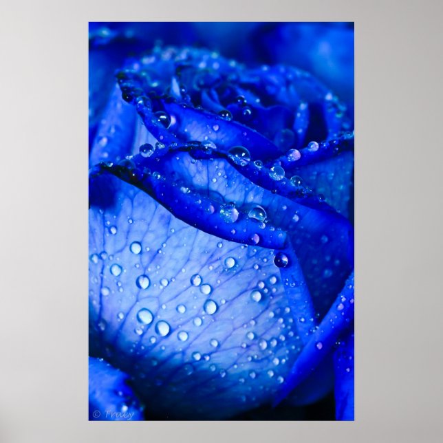 Póster Rosa de hielo azul (Frente)