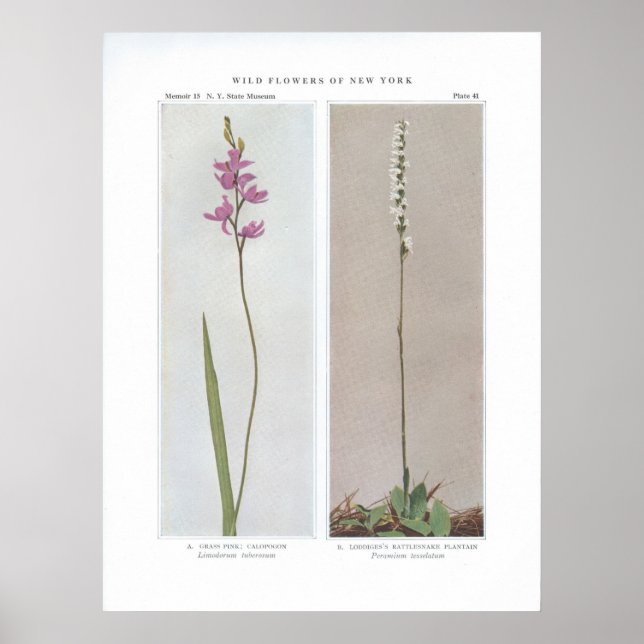 Póster Rosa de hierba; Calopogon - Limodorum tuberosum y (Frente)