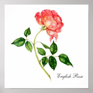 Póster Rosa de inglés