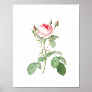 Póster Rosa de jardín blanco y rosa de época