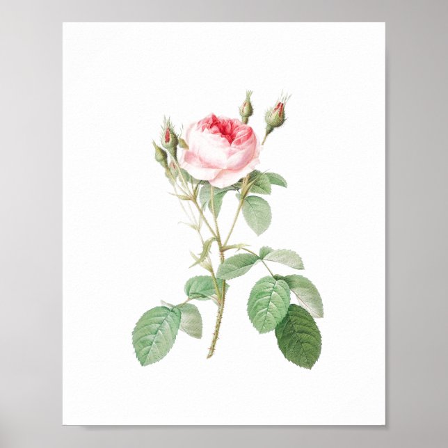 Póster Rosa de jardín blanco y rosa de época (Frente)