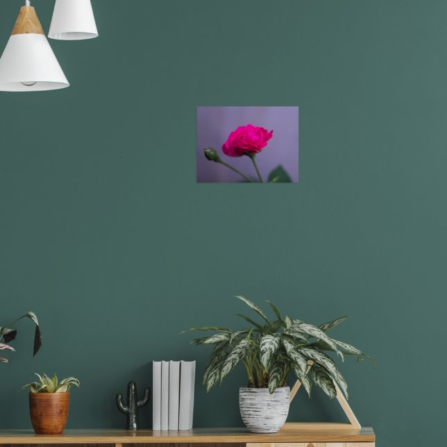 Póster Rosa de jardín rosa (Salón 1)