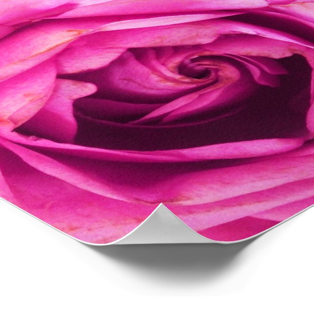 Póster Rosa de la flor Rosa (Esquina)