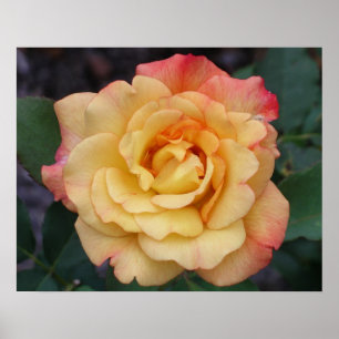 Póster Rosa de la Paz Hermosa Floral Rosa y Amarillo