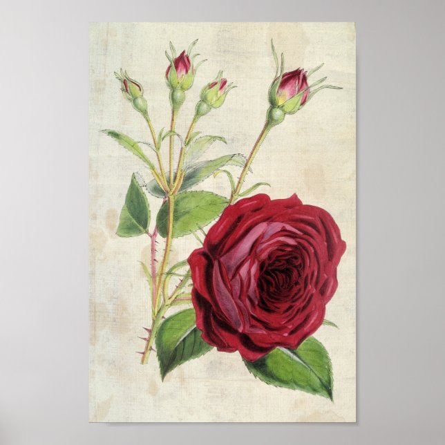 Póster Rosa de la Vieja Comte de Falloux (Frente)