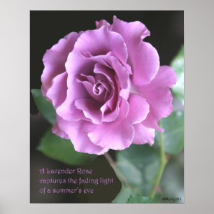 Póster Rosa de lavanda Poster: ROSA y PROSE 16x20