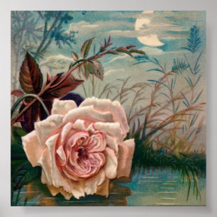 Póster Rosa de luna Serenade Poster