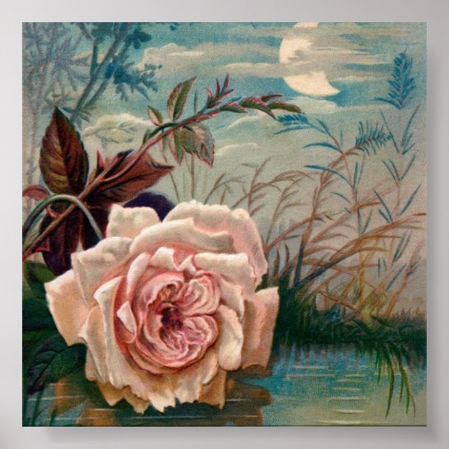 Póster Rosa de luna Serenade Poster (Frente)
