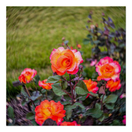 Póster Rosa de Mardi Gras con un giro