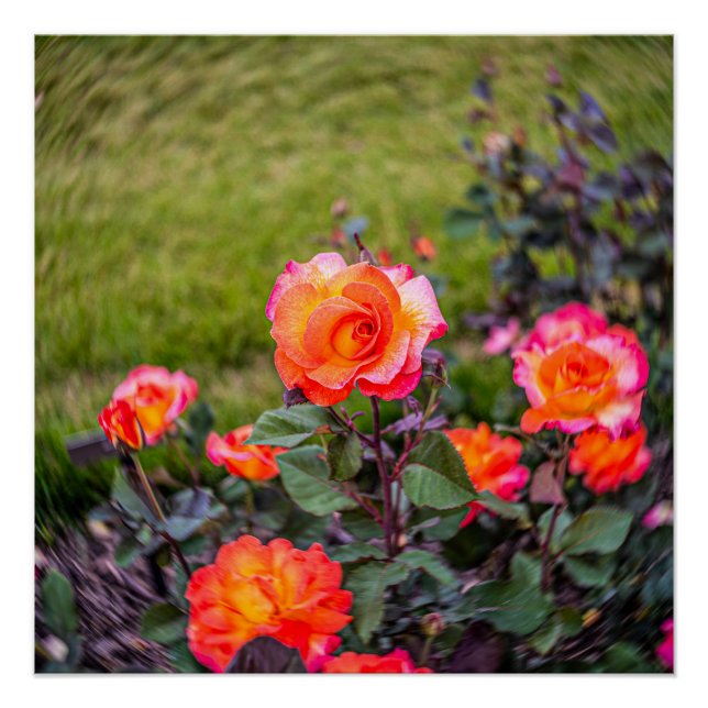 Póster Rosa de Mardi Gras con un giro (Anverso)