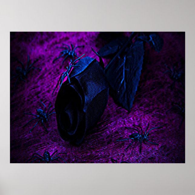 Póster Rosa de material negro espeluznante, arañas negras (Frente)