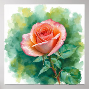 Póster Rosa de melocotón elegante en rocío de la mañana: