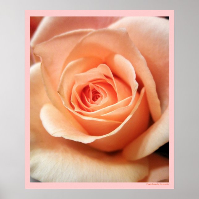 Póster Rosa de melocotón Rosas de albaricoque Flores Flor (Frente)