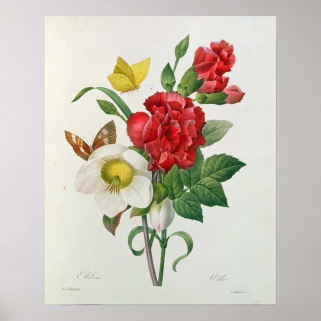 Póster Rosa de navidades, Helleborus niger (Frente)