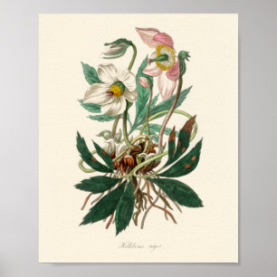 Póster rosa de navidades (Helleborus niger)