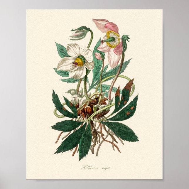 Póster rosa de navidades (Helleborus niger) (Frente)