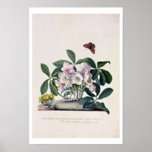 Póster Rosa de navidades (Helleborus niger) e invierno Ac