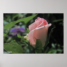Rosa de novia Bud Poster