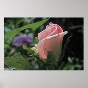 Póster Rosa de novia Bud Poster