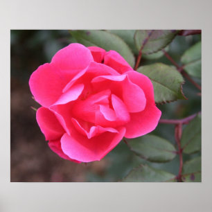 Póster Rosa de otoño