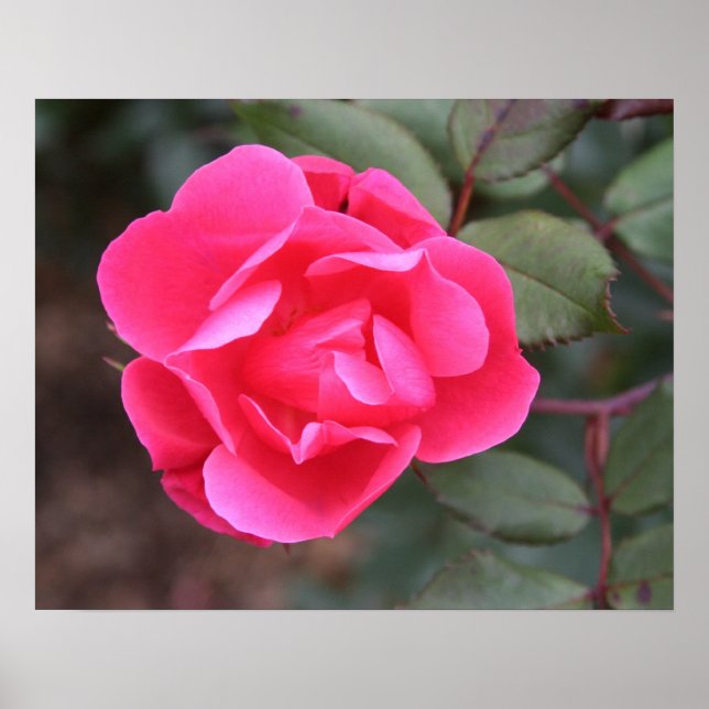 Póster Rosa de otoño (Frente)