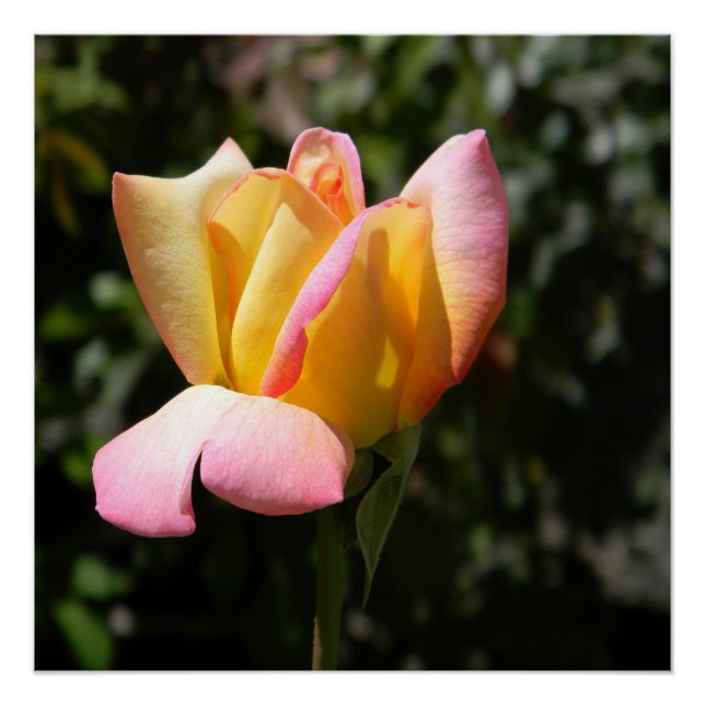 Póster Rosa de paz... (Anverso)