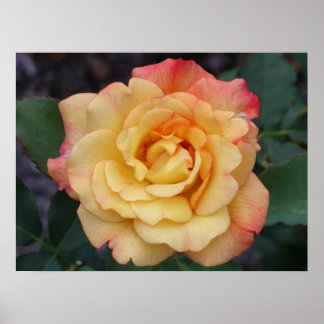 Póster Rosa de paz hermosa floral rosa y amarilla