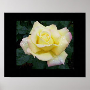 Póster Rosa de paz Poster