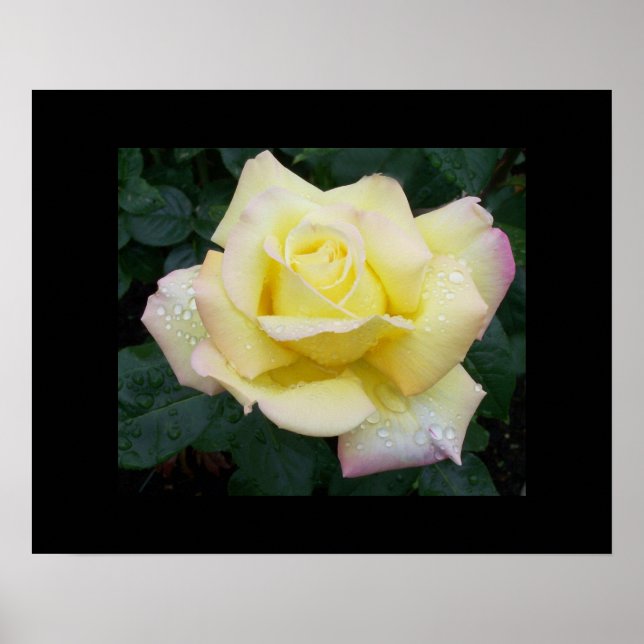 Póster Rosa de paz Poster (Frente)