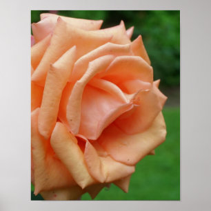 Póster Rosa De Peach En Bloom