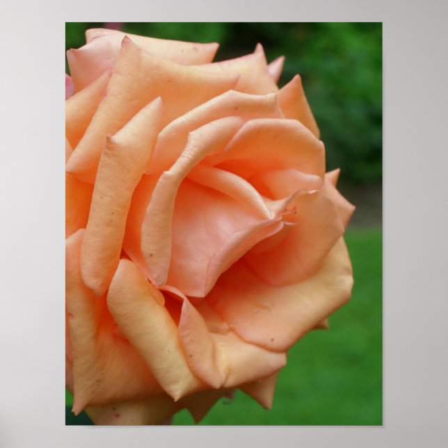 Póster Rosa De Peach En Bloom (Frente)