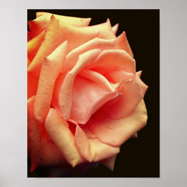 Póster Rosa De Peach En Bloom (Frente)
