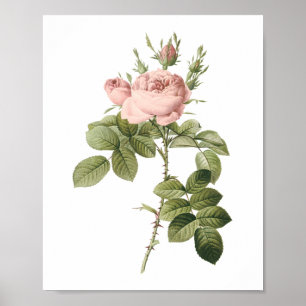 Póster rosa de perfumero por Redouté