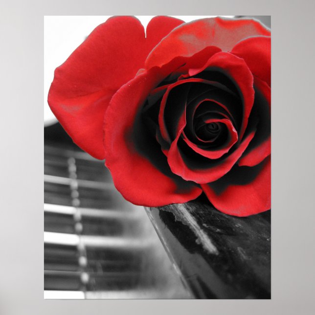 Póster Rosa de Piano Collection I (Frente)