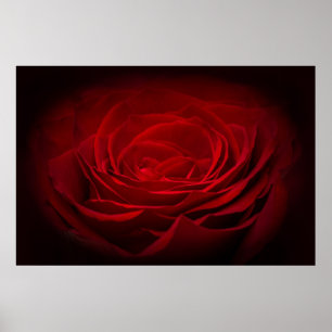 Póster Rosa De Sangre Roja Profunda En Negro