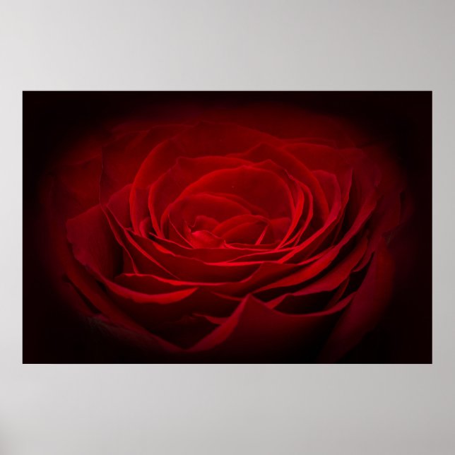 Póster Rosa De Sangre Roja Profunda En Negro (Frente)