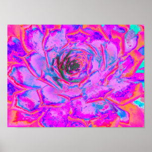 Póster Rosa de Sedum suculento púrpura y magenta