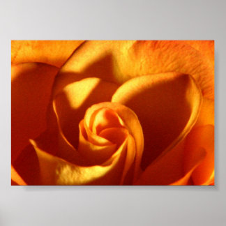 Póster Rosa de sol hermosa fotografía de la naturaleza