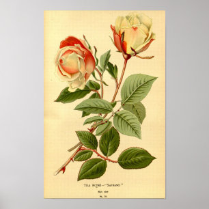 Póster Rosa de té floral amarillo limón rojo vintage Safr