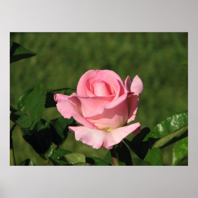 Póster Rosa de té híbrido Promise rosa 132 (Frente)