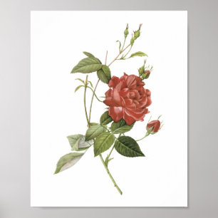 Póster rosa de té (Rosa indica cruenta) por Redouté