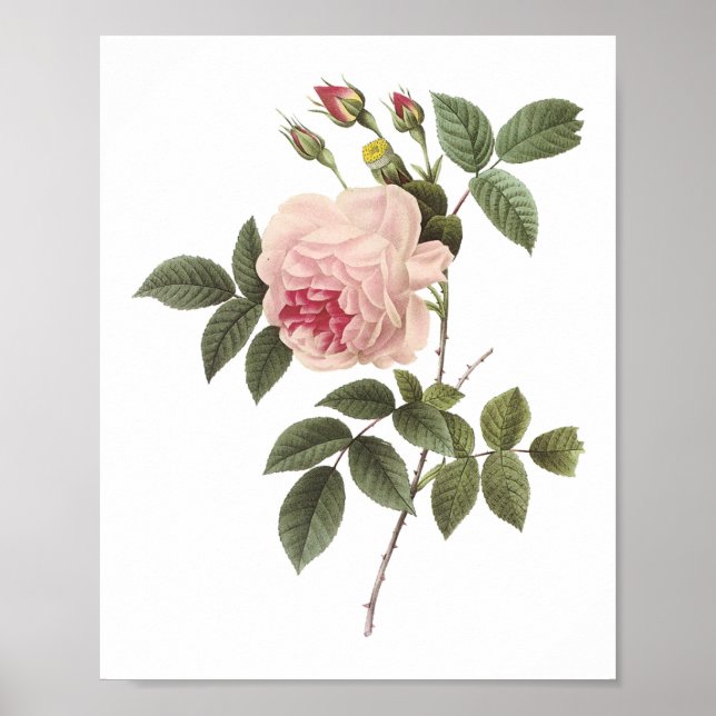 Póster rosa de té (Rosa indica) por Redouté (Frente)