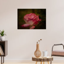 Rosa de Temprana Noche
