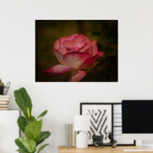 Rosa de Temprana Noche