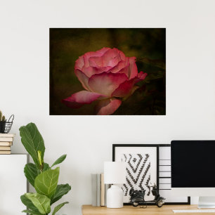 Póster Rosa de Temprana Noche
