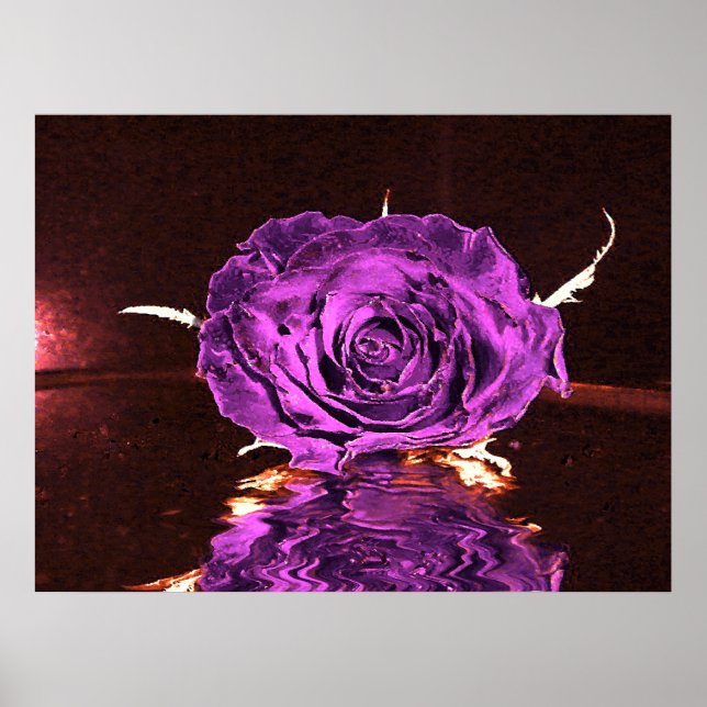 Póster Rosa de terciopelo morado (Frente)