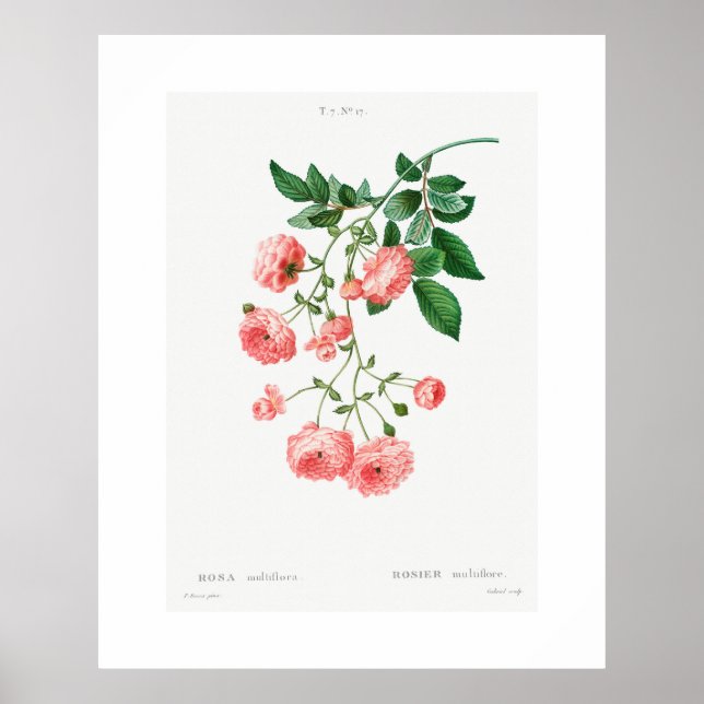 Póster Rosa DE VINTAGE BOTANICAL RAMBLER POSTER (Frente)